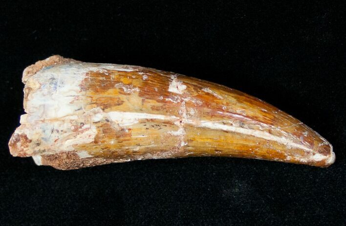 Thick Spinosaurus Tooth - Premax Tooth #12381